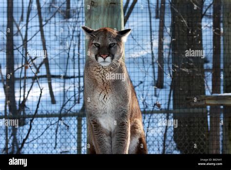 Cougar Or Mountain Lion In Toronto Zoo In Winter Stock Photo Alamy