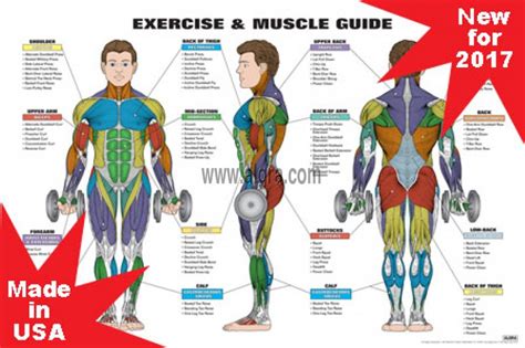 Exercise Nutrition And Sports Exercise