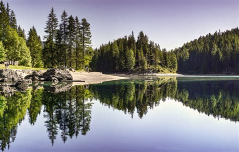 Conifer Daylight Environment Evergreen Forest Hd Wallpaper Lake