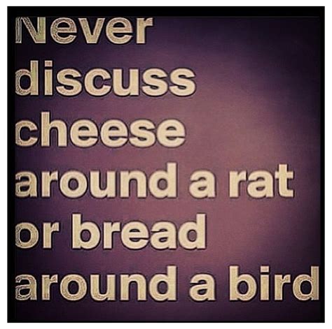 Never Discuss Cheese Around A Rat Or Bread Around A Bird Words