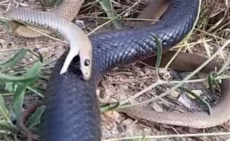 El Increíble Video En El Que Una Serpiente Se Come Viva A Otra