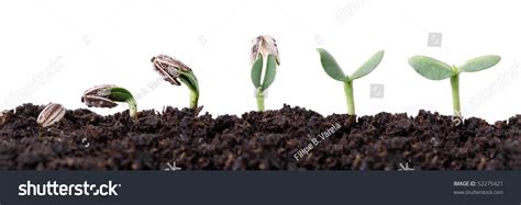 Sunflower Seed Germination Different Stages Isolated Stock Photo