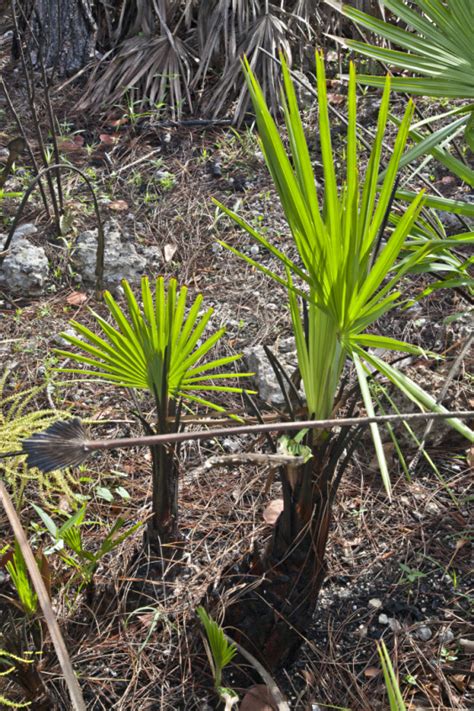 Saw Palmettos Regrowing Clippix Etc Educational Photos For Students