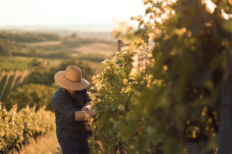 Farmer In His Vineyard Stock Photo Download Image Now Istock