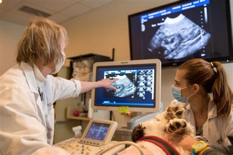 Diagnostic Imaging Inpatient Veterinary Teaching Hospital Virginia