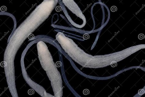 Tapeworms Cestoda Caryophyllidea Parasites Of Fish Under The