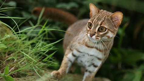 The Rusty Spotted Cat Is The Smallest Wild Cat In Asia And Rivals The