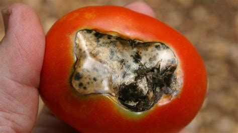 Understanding Tomato Blossom End Rot Causes Symptoms And Solutions