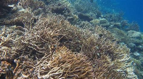 Revealed Impact Of Mass Coral Die Off On Indian Ocean Reefs Eurasia
