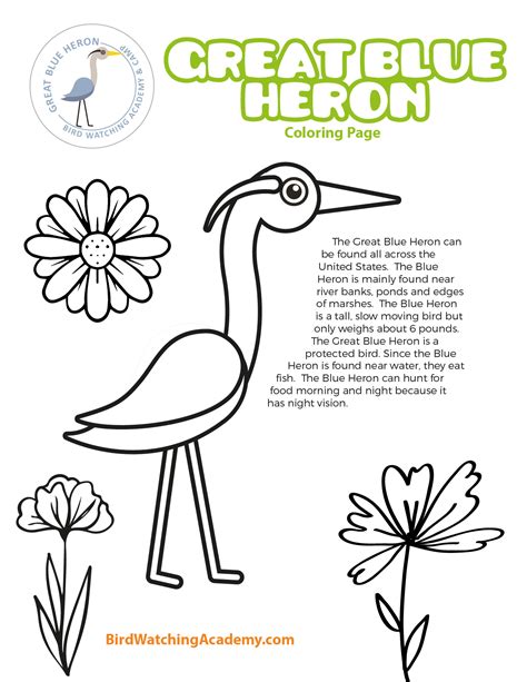 Great Blue Heron Coloring Page Bird Watching Academy