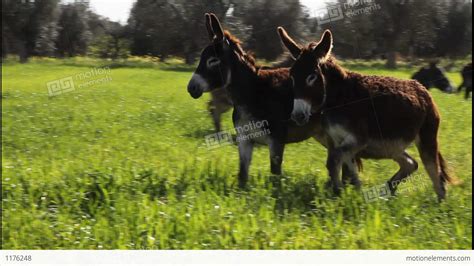 Donkeys Running In Slow Motion Stock Video Footage 1176248