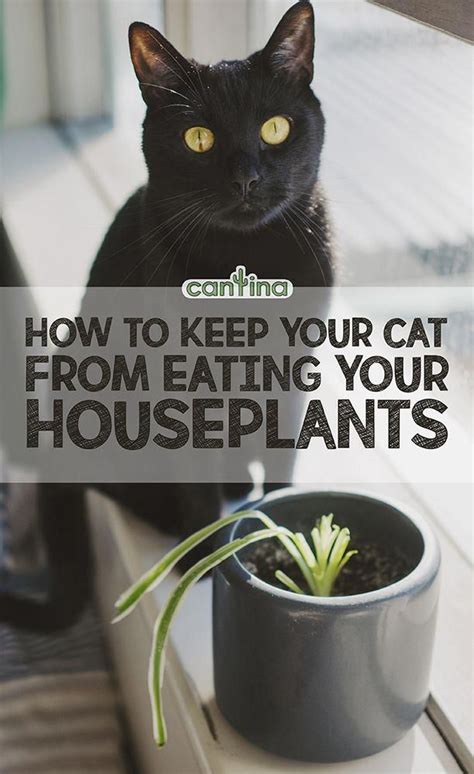My cats love to nap on warm mulch on a sunny day. How To Keep Your Cat From Eating Your Houseplants | Cat ...