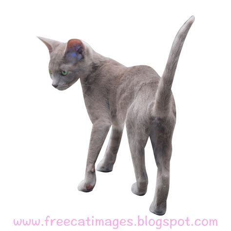 Free Cat Images Free Lilac Cat Cut Out Png Walking