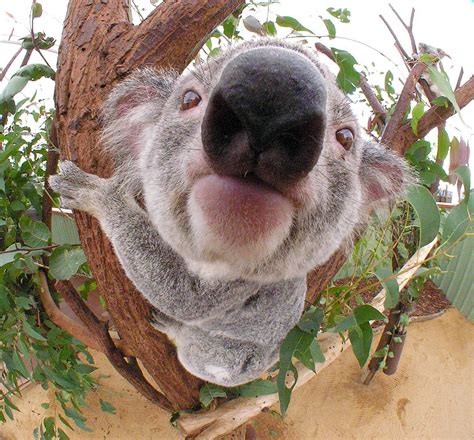 Big Nose Koala Australia Photo 23936329 Fanpop