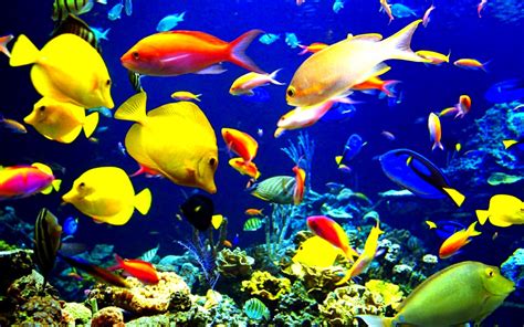 Fish Fishes Underwater Ocean Sea Sealife Nature Wallpapers Hd