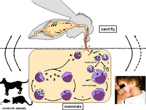 Schematic Life Cycle Of Leishmania Parasites The Sand Fly Ingests Download Scientific