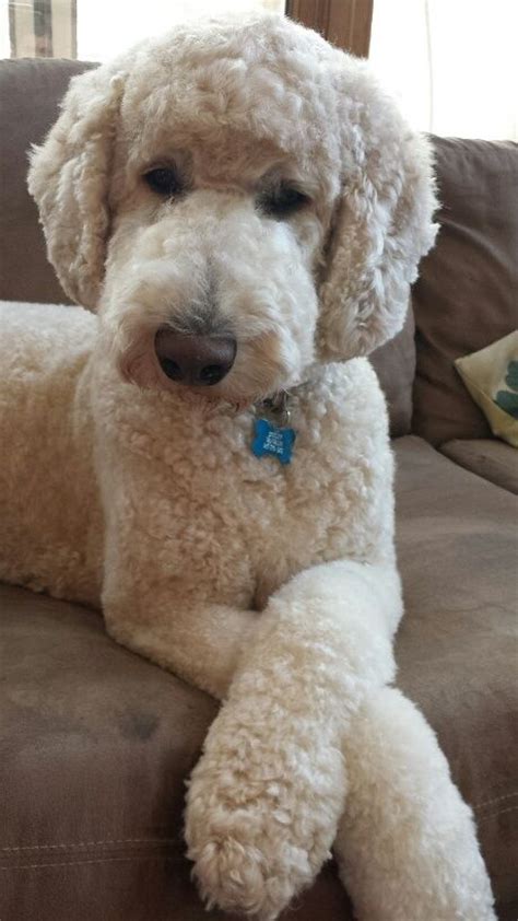 The puppy cut is a basic ½ inch or ¾ inch clip all over the body, depending on your preference. Best 25+ Poodles ideas on Pinterest | Poodle cuts, Toy ...