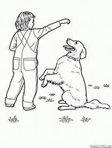 Labrador Coloring Retriever Dogs sketch template
