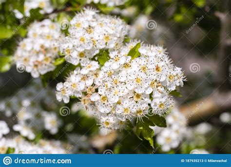 Midland Hawthorn Crataegus Laevigata White Flowering Tree In
