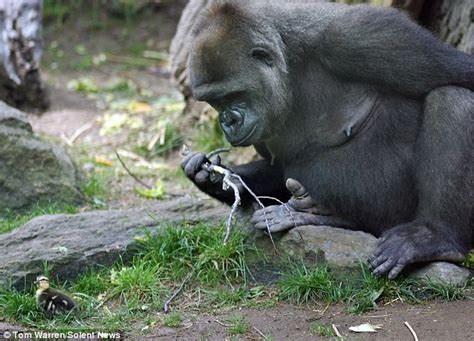 Gorilla And Duckling Become Friends At Bronx Zoo Daily Mail Online
