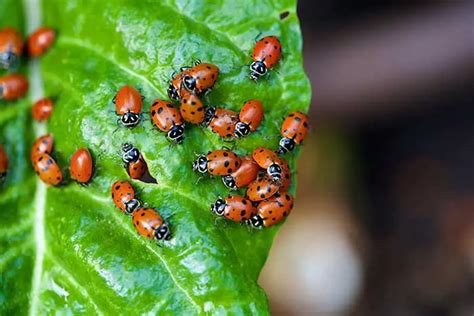 Do Ladybugs Eat Mealybugs Uncovering The Diet Of A Ladybug