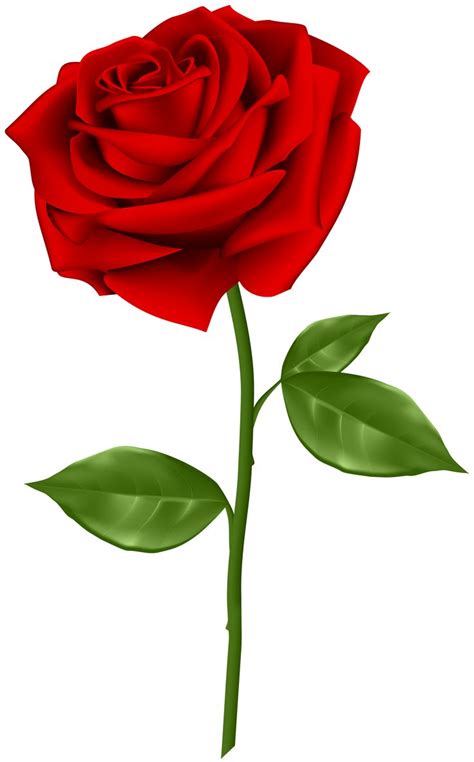 Red Rose Transparent PNG Clip Art Gallery Yopriceville High Quality