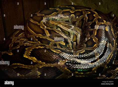 Colchester Zoo Colchester Essex Englandburmese Python Python