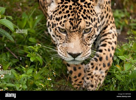 Prowling Jaguar Panthera Onca In Ecuador Stock Photo Alamy
