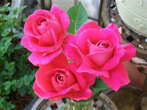 Three Pink Peace Roses Hybrid Tea Roses Rose Peace Rose