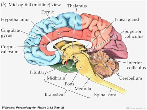 Image Result For Labeling Brain Brain Anatomy And Function Brain