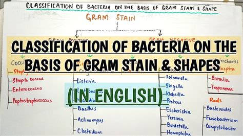 Classification Of Bacteria On The Basis Of Gram Stain And Shapes