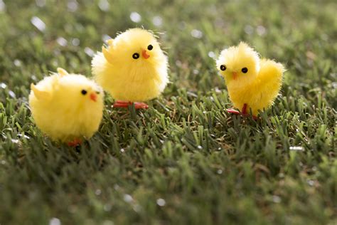 Spring chicks on grass Creative Commons Stock Image