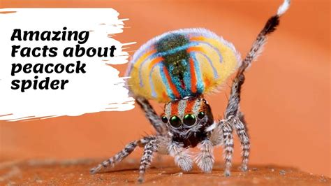 Amazing Facts About Peacock Spider Youtube