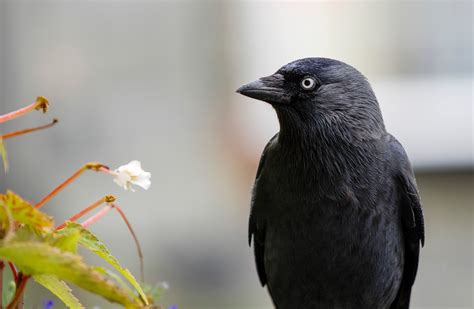 Black Short Beaked Bird Raven Bird Black Hd Wallpaper Wallpaper Flare