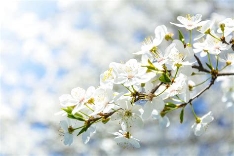 Selective Focus Photography Of White Cherry Blossom Flowers · Free