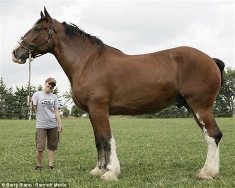 Tallest Horse In The World 10ft Poe Looks Set To Gallop Into The