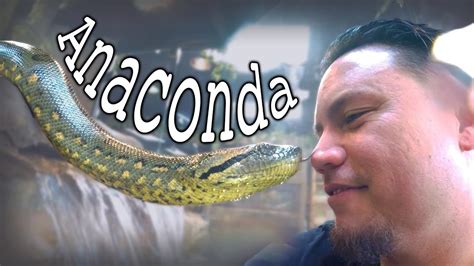 Anaconda And All The Coolest Things At The Reptarium Youtube