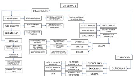 Embriolog A Del Aparato Digestivo Mindmeister Mapa Mental The Best
