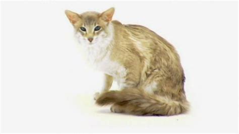 Balinese Cat Pictures And Information Cat