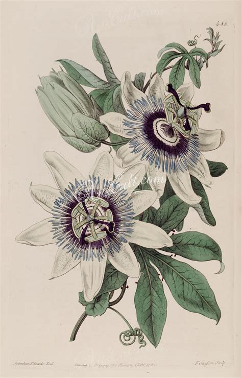 flowers 19582 488 passiflora caerulea common passionflower botanical illustration