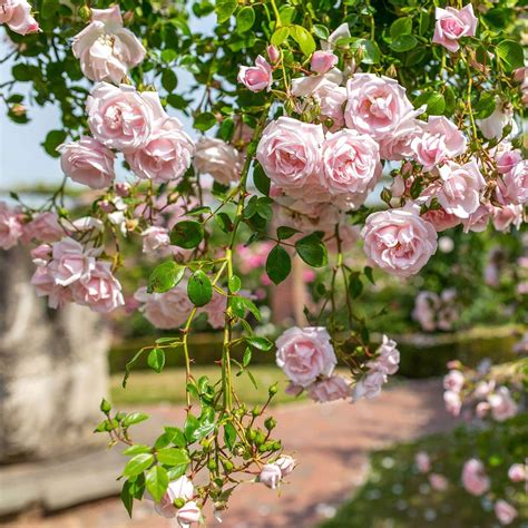 New Dawn New Dawn Climbing Rose Climbing Roses David Austin Roses