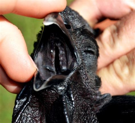 All Black Chicken Is Perfect For Goth Urban Homesteaders Boing Boing