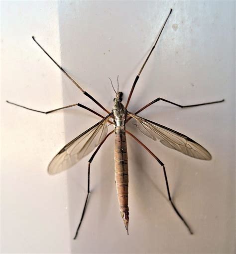 Crane Fly Vs Mosquitoes What Is The Difference Any Pest