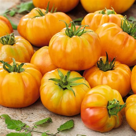 Tomatenpflanze Fleischtomate Gelb Online Kaufen Bei G Rtner P Tschke