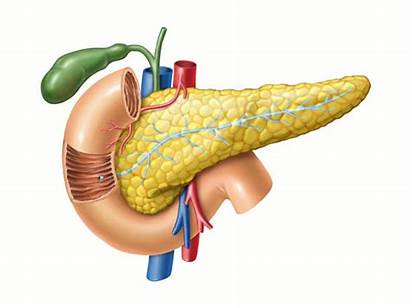 Pancreas Anatomy Anatomia Anatomie Drawing Pankreas Duodenum