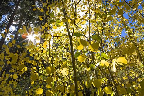 Autumn Leaves Rustling Photograph By Shelly Thorene