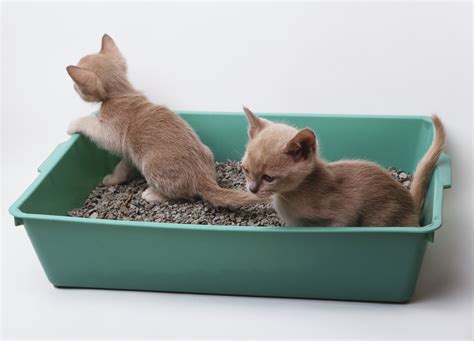 Maybe you would like to learn more about one of these? Litter Box Training For Your New Kitten