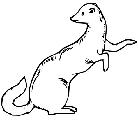 A Weasel Coloring Page Free Printable Coloring Pages For Kids