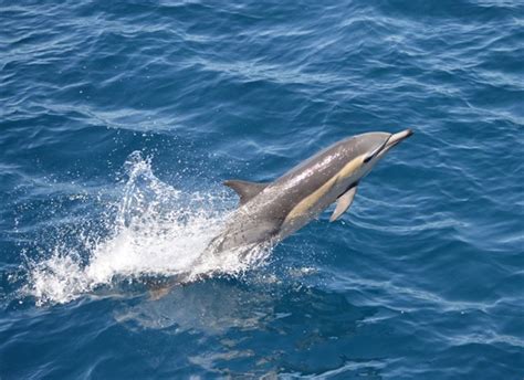 Dolphin Sighting South Of Victoria Could Signal Warmer Oceans Us