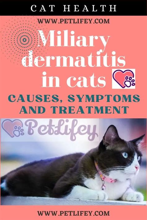 Miliary Dermatitis In Cats Causes Symptoms And Treatment Pet Lifey